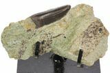 Tyrannosaur Premax Tooth in Rock With Stand - Montana #113633-1